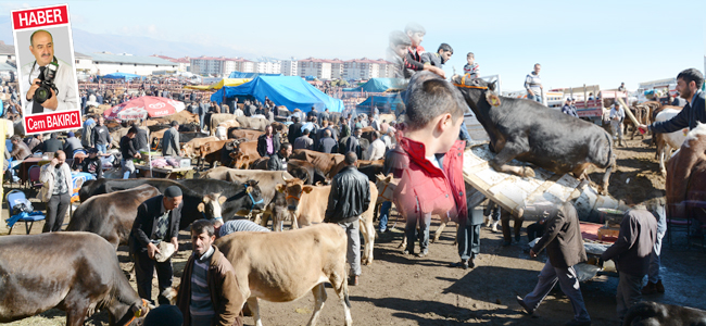 Kurban pazarı Palandöken objektifine böyle yansıdı