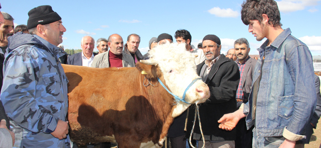 Kurbanlıklar pazara indi  besiciler bayramdan ümitli