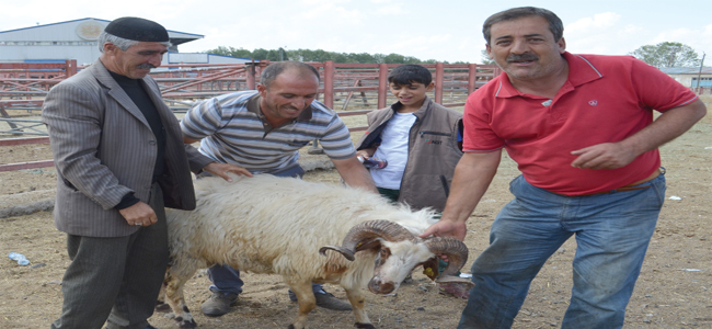 Kurbanlıklar pazara indi