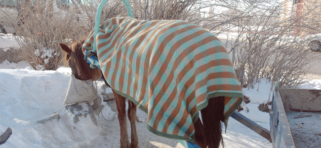 Soğuk havaya karşı battaniyeli koruma