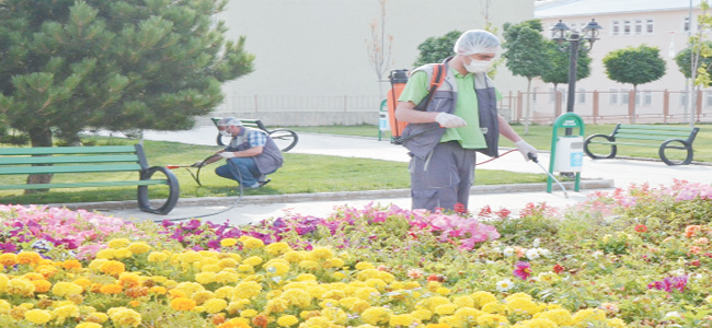 Palandöken parkları ilaçlıyor