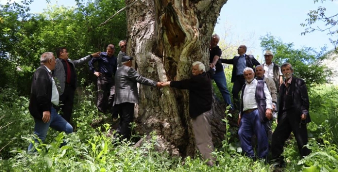 300 yıllık ceviz ağacı dimdik ayakta