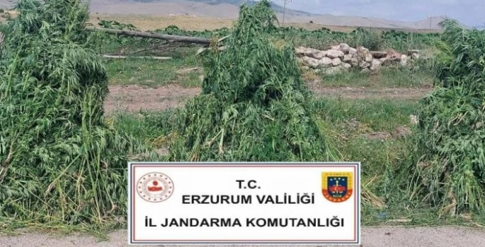 401 bin 676 kök kenevir imha edildi