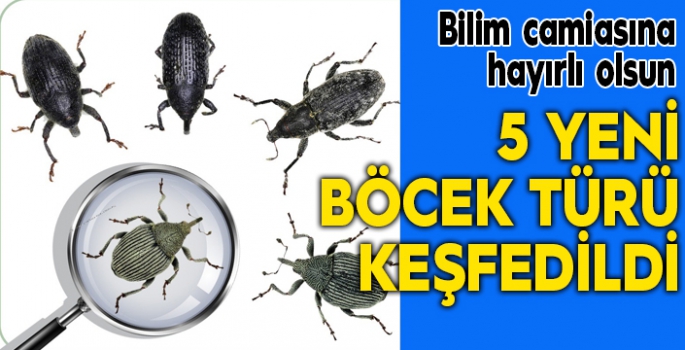 5 yeni böcek türü keşfedildi