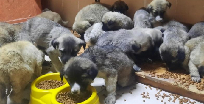 63 yavru köpek son anda ölümden kurtarıldı