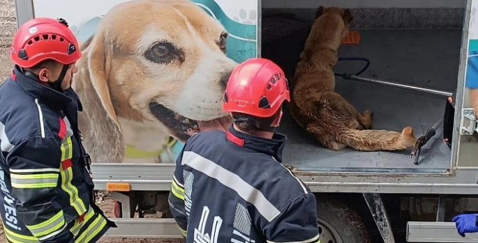 Asansör boşluğunda mahsur kalan köpekler kurtarıldı