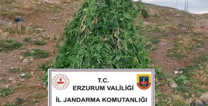 Aşkale’de kenevir operasyonu