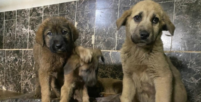 Aziziye Belediyesi; Sevimli dostlarımızla dost bir kurumuz