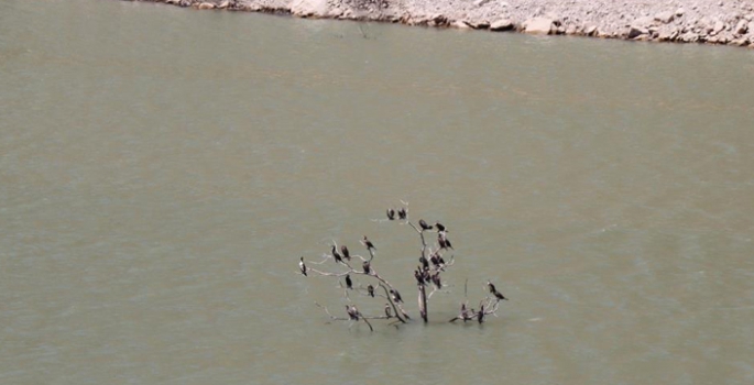 Baraj ortasında kalan ağaç kuşların sığınağı oldu