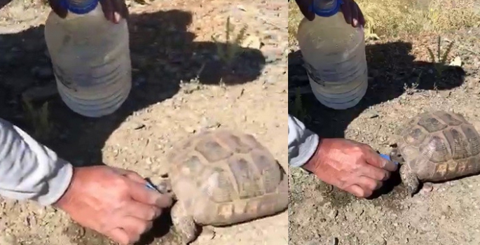 Bayılan kaplumbağayı su içirerek kendine getirdi