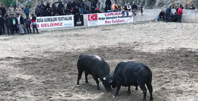 Boğa güreşleri kıran kırana geçti