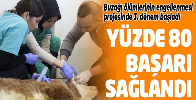 Buzağı ölümlerinin engellenmesi projesinde 3. dönem başladı