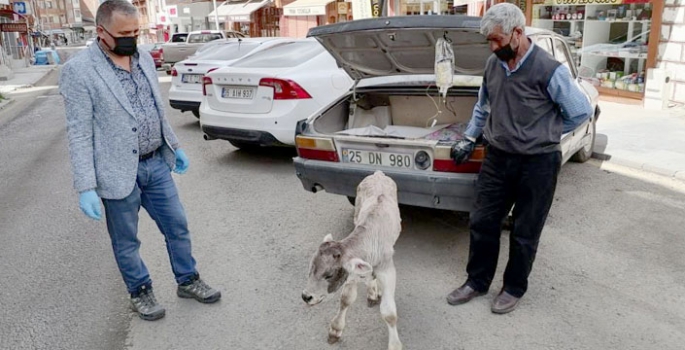 Buzağısını otomobille veterinere yetiştirdi