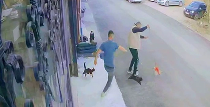 Çılgın kedilerin saldırısı güvenlik kamerasında