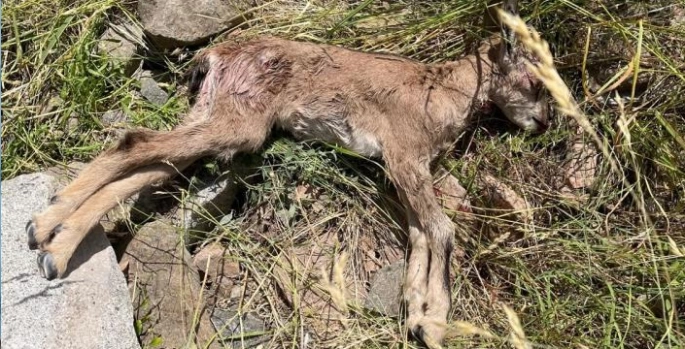 Çoruh Vadisi’ndeki yaban keçileri tehlike altında