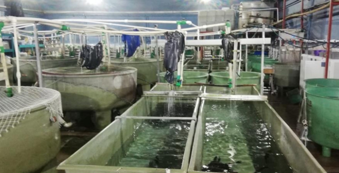Denizi olmayan Erzurum’dan balık üretimi