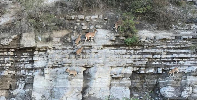 Dik kayalıklara tırmanan yaban keçileri şaşırttı