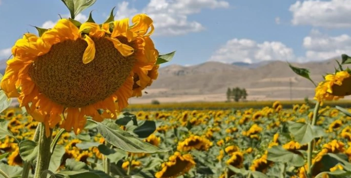 Doğu’da ayçiçeği ve mısır üretimi artıyor