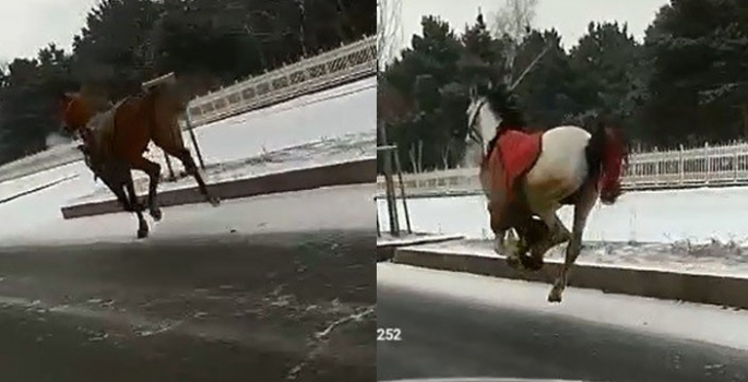 Dörtnala kaçan cirit atları 25. Kilometrede yakalandı