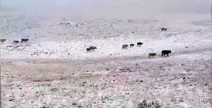 Erzurum'a mevsimin ilk karı yağdı
