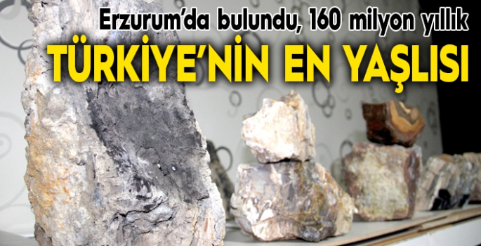 Erzurum’da 160 milyon yıllık taşlaşmış fosil ağaç bulundu