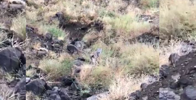 Erzurum’da vaşak görüntülendi