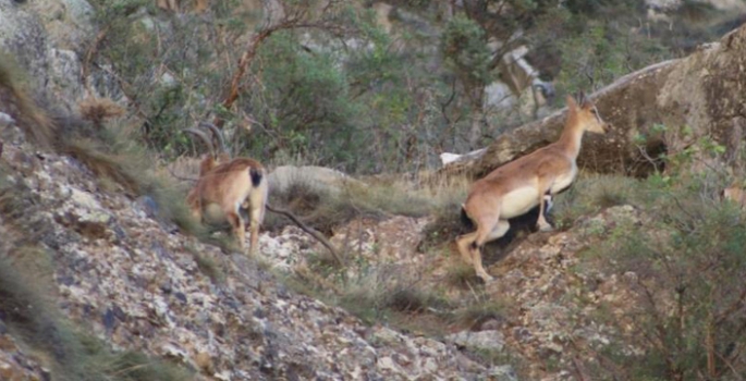 Erzurum’da yaban keçisi sürüsü görüntülendi