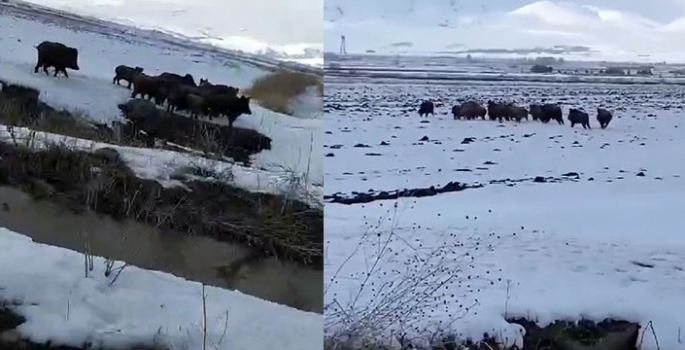 Erzurum Ovası’nda korkutan görüntü