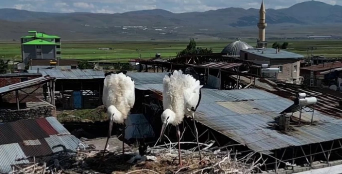 Güzelova Mahallesi leyleklerin yuvası oldu