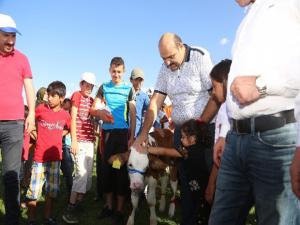 3. Geleneksel Çermik Festivalinde Erzurumun en güzel buzağıları yarıştı