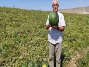 6 ay boyunca bozulmayan karpuz 'Güreş Karpuzu'