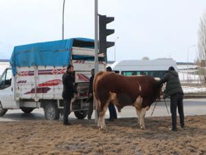 900 kiloluk kızgın boğa trafiği birbirine kattı