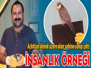 Açlıktan ölmek üzere olan şahine sahip çıktı