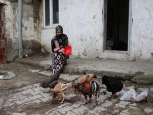 Ahırına giren vaşağın 19 tavuğunu telef ettiği kadın, yeni tavuklarına kavuşacak