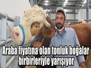 Araba fiyatına olan tonluk boğalar birbirleriyle yarışıyor