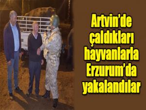 Artvinde çaldıkları hayvanlarla Erzurumda yakalandılar