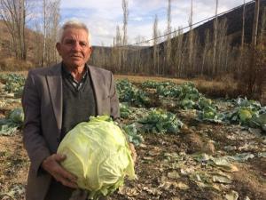 Ayaz gören lahana yok satıyor