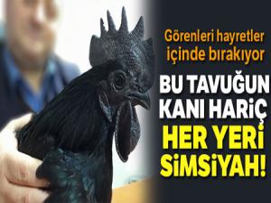 Bu tavuğun kanı hariç her yeri simsiyah