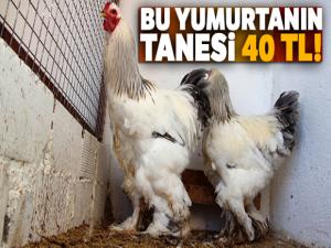 Bu yumurtanın tanesi 40 TL