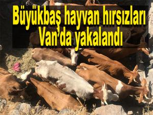 Büyükbaş hayvan hırsızları Vanda yakalandı