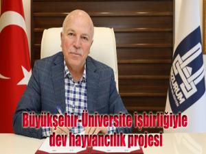 Büyükşehir-Üniversite işbirliğiyle dev hayvancılık projesi