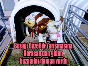 Buzağı Güzellik Yarışmasına Horasan'dan giden buzağılar damga vurdu