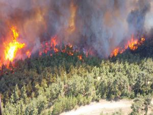 Çanakkale'deki poyraz orman yangınına müdahaleyi güçleştiriyor...Kumköy de boşaltılıyor