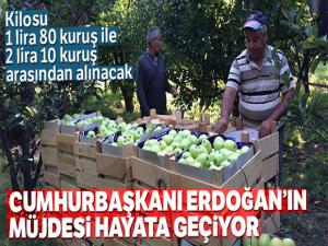 Cumhurbaşkanı Erdoğan'ın elma tanzimi müjdesi hayata geçiriliyor