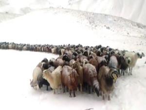 Doğu Anadolu'nun yüksek kesimleri beyaza büründü