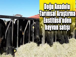 Doğu Anadolu Tarımsal Araştırma Enstitüsünden hayvan satışı