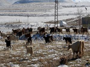 Doğu'da hayvancılıkla geçimini sağlayanların kış çilesi