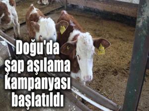 DOĞUDA ŞAP AŞILAMA KAMPANYASI BAŞLATILDI