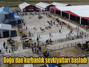 Doğudan kurbanlık sevkiyatları başladı