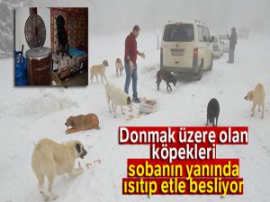 Donmak üzere olan köpekleri sobanın yanında ısıtıp etle besliyor